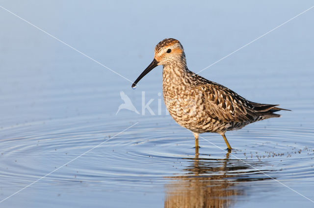 Steltstrandloper (Calidris himantopus)