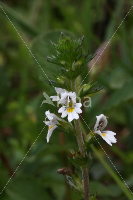 Stijve ogentroost (Euphrasia stricta)