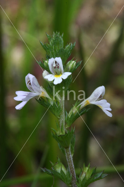 Stijve ogentroost (Euphrasia stricta)