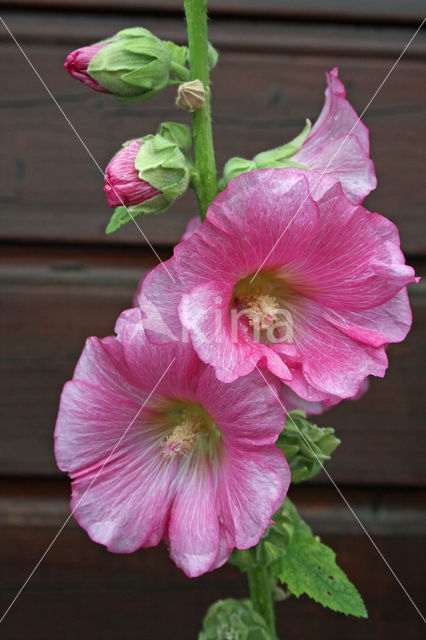 Stokroos (Alcea rosea)