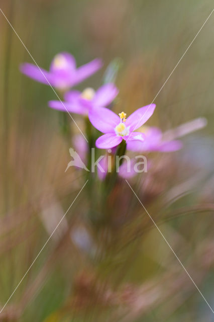 Seaside Centaury (Centaurium littorale)