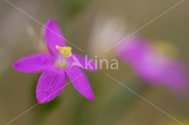 Seaside Centaury (Centaurium littorale)