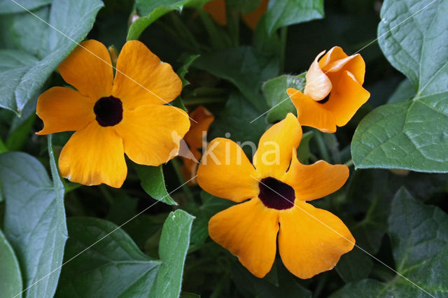 blackeyed Susan vine (Thunbergia alata)