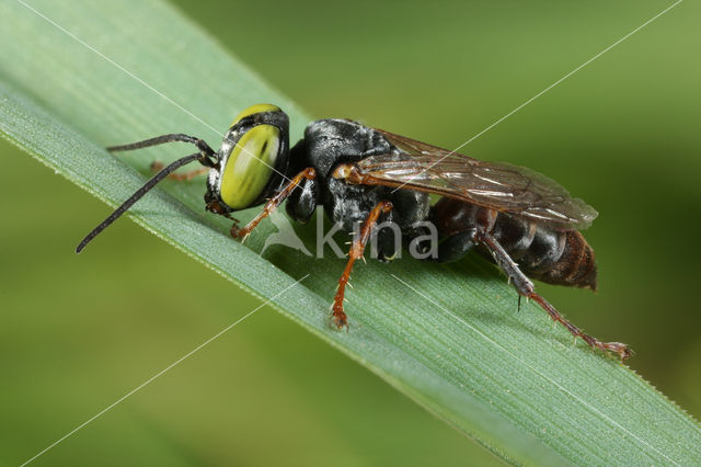 Tachysphex panzeri