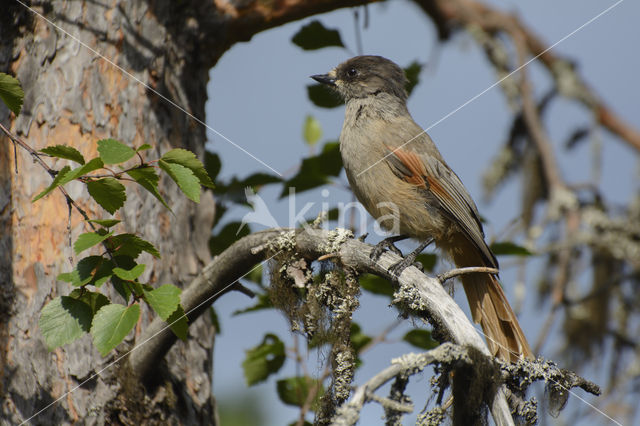 Siberian Jay (Perisoreus infaustus)