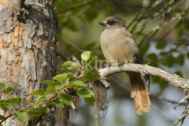 Siberian Jay (Perisoreus infaustus)