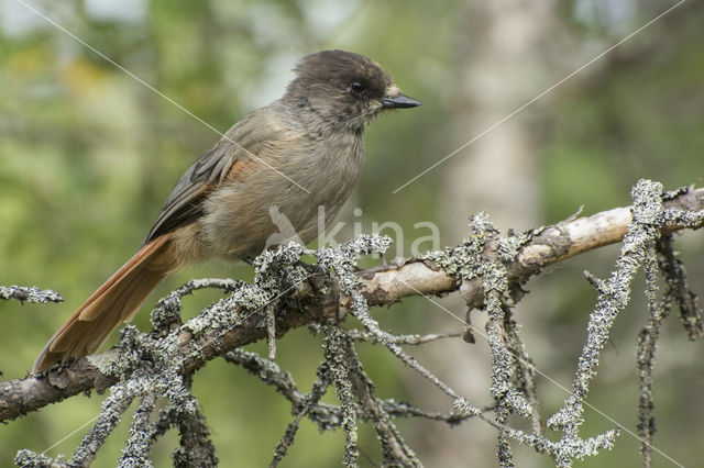 Siberian Jay (Perisoreus infaustus)