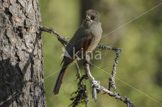 Siberian Jay (Perisoreus infaustus)