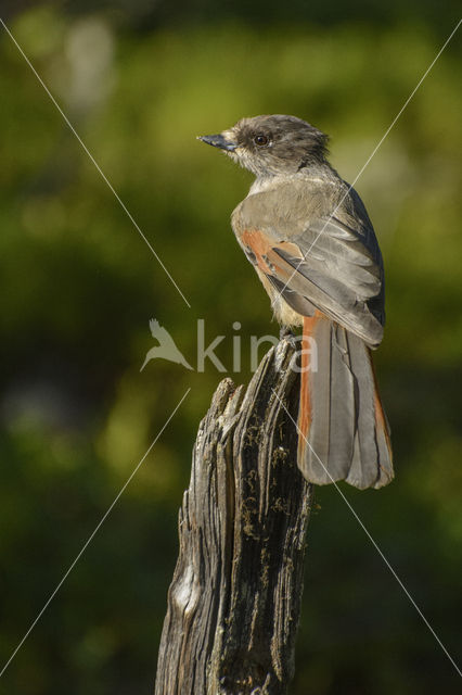 Siberian Jay (Perisoreus infaustus)