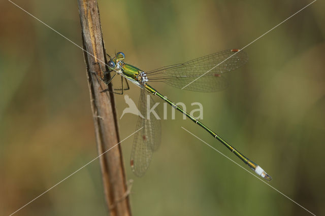 Tengere pantserjuffer (Lestes virens)