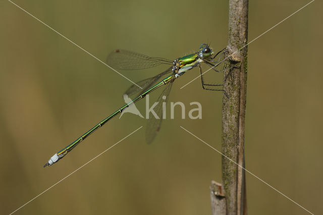 Tengere pantserjuffer (Lestes virens)