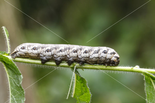 Teunisbloempijlstaart (Proserpinus proserpina)