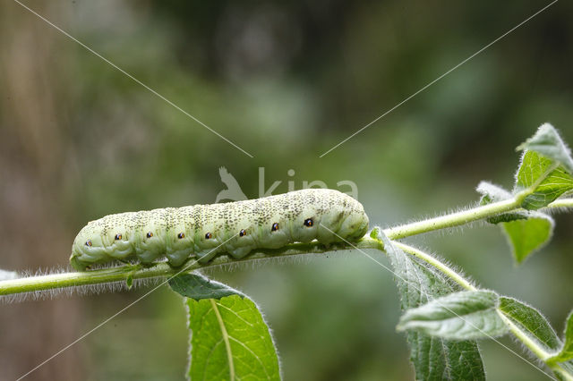 Teunisbloempijlstaart (Proserpinus proserpina)