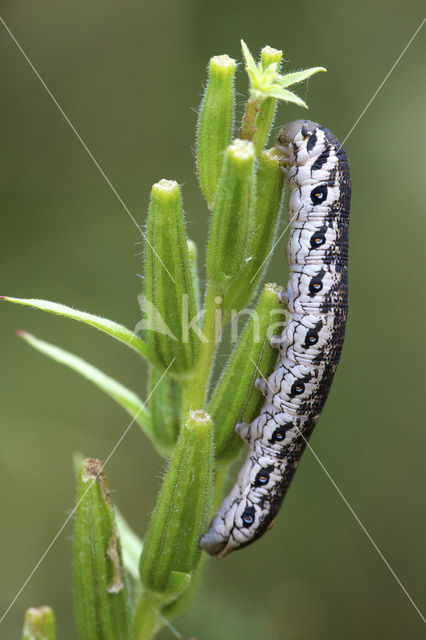 Teunisbloempijlstaart (Proserpinus proserpina)