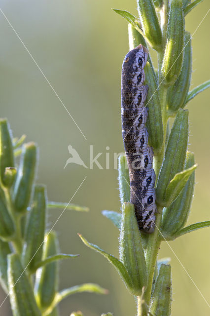 Teunisbloempijlstaart (Proserpinus proserpina)