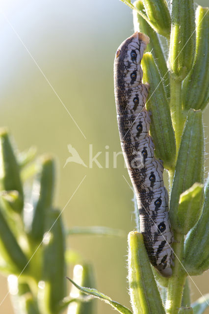 Willowherb Hawkmoth (Proserpinus proserpina)