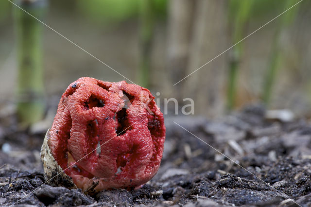 Latticed Stinkhorn (Clathrus ruber)