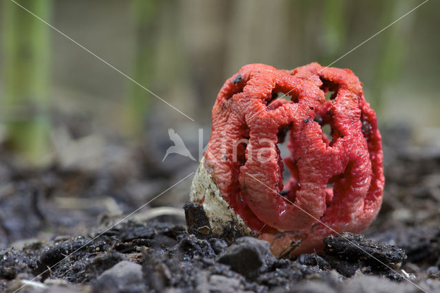 Latticed Stinkhorn (Clathrus ruber)