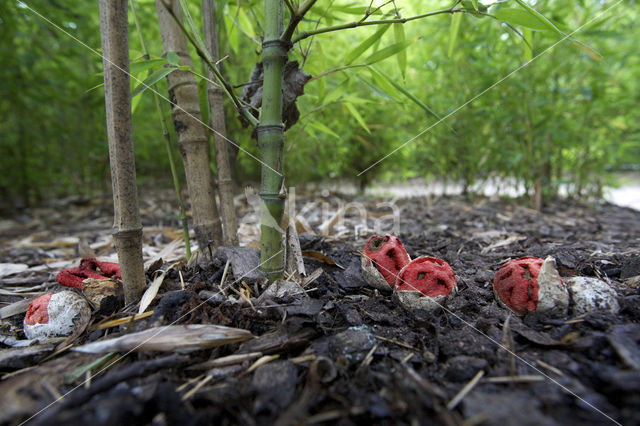 Latticed Stinkhorn (Clathrus ruber)