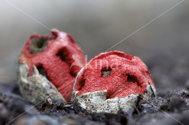 Latticed Stinkhorn (Clathrus ruber)