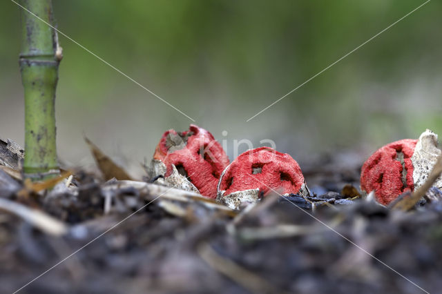 Latticed Stinkhorn (Clathrus ruber)