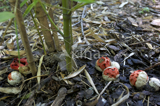 Latticed Stinkhorn (Clathrus ruber)