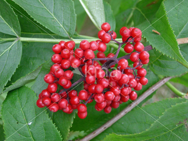 scarlet elderberry (Sambucus racemosa)