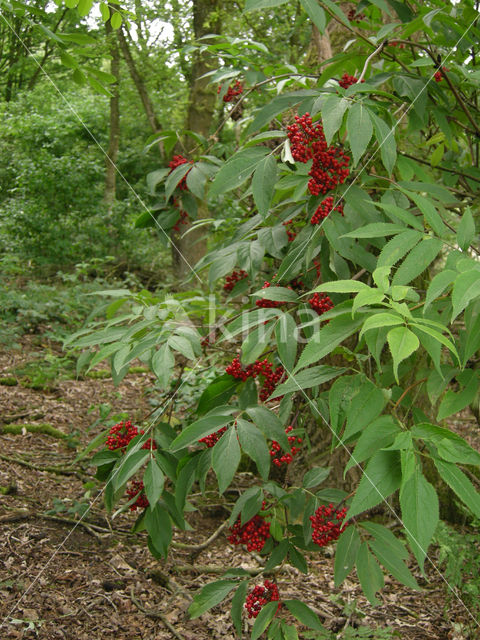 scarlet elderberry (Sambucus racemosa)