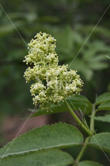 scarlet elderberry (Sambucus racemosa)