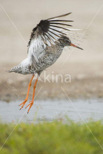 Common Redshank (Tringa totanus)