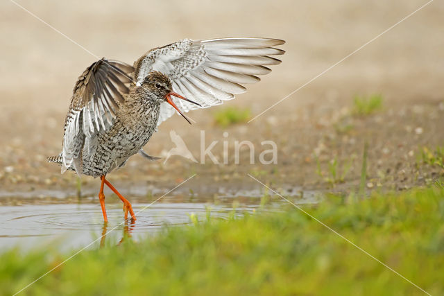 Tureluur (Tringa totanus)