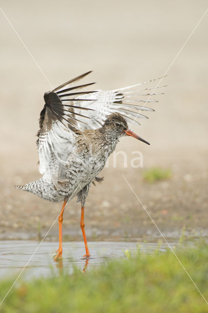 Common Redshank (Tringa totanus)