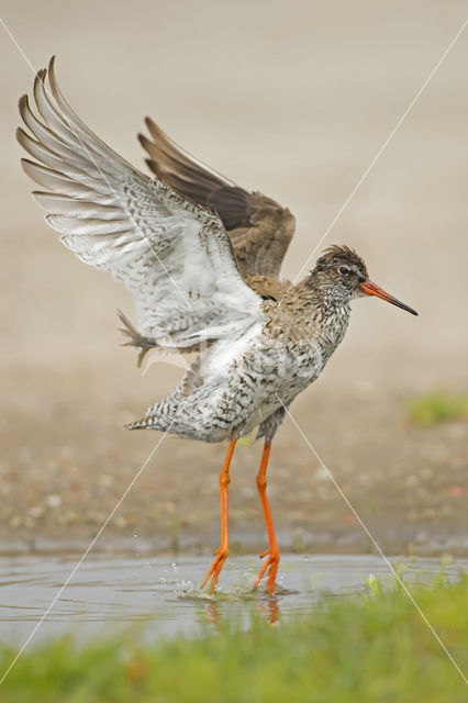 Common Redshank (Tringa totanus)