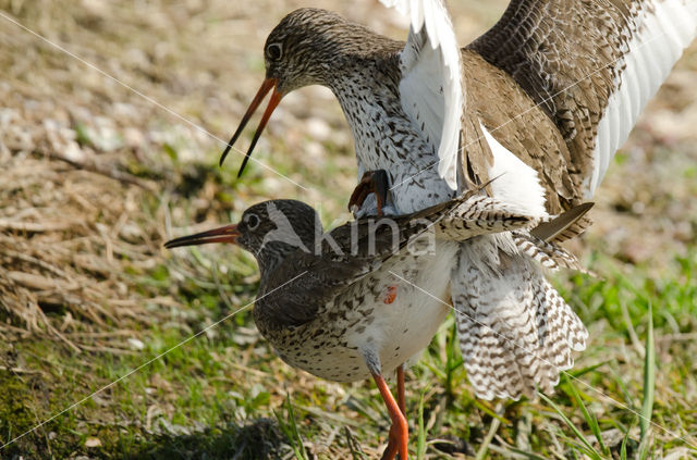 Tureluur (Tringa totanus)