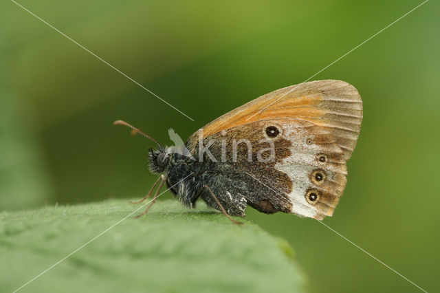 Tweekleurig hooibeestje (Coenonympha arcania)