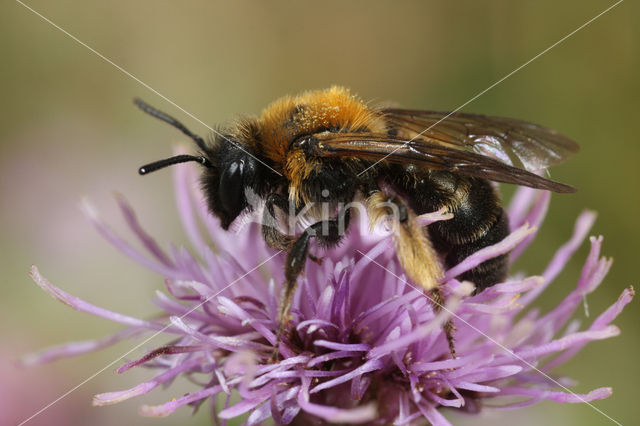 Tweekleurige zandbij (Andrena bicolor)