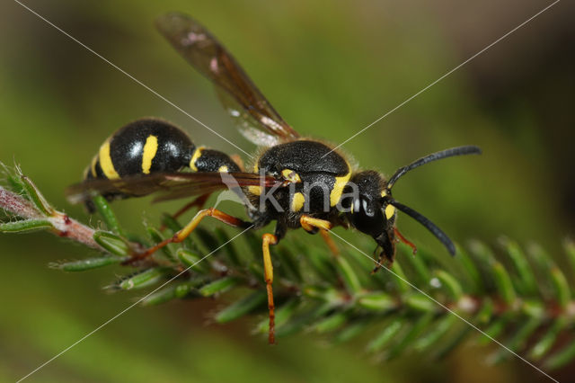 Potter Wasp (Eumenes pedunculatus)