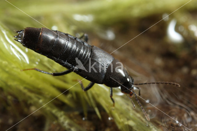 Veenmoskortschildkever (Gymnusa brevicollis)