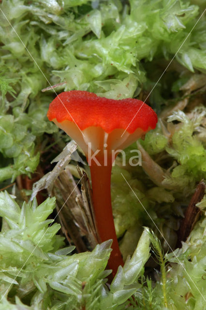 Waxcap (Hygrocybe coccineocrenata)