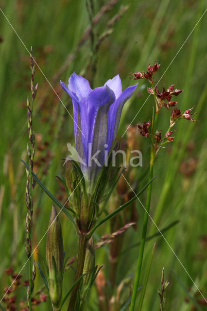 Veldrus (Juncus acutiflorus)