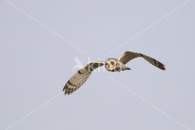 Short-eared Owl (Asio flammeus)