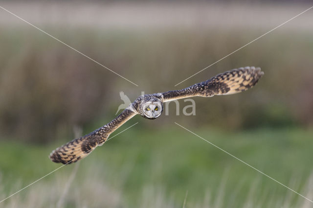 Short-eared Owl (Asio flammeus)