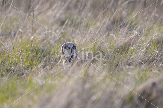 Short-eared Owl (Asio flammeus)