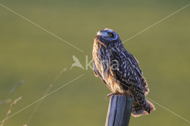 Short-eared Owl (Asio flammeus)