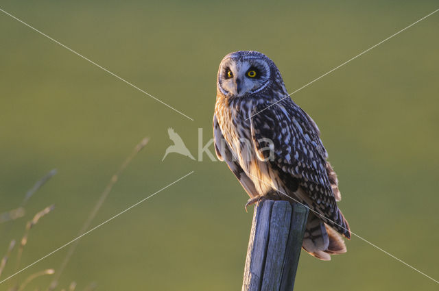 Short-eared Owl (Asio flammeus)