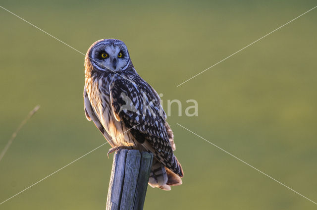 Short-eared Owl (Asio flammeus)