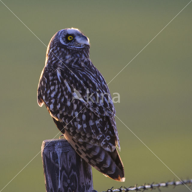 Short-eared Owl (Asio flammeus)