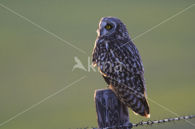 Short-eared Owl (Asio flammeus)