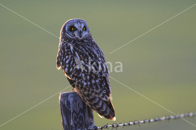 Short-eared Owl (Asio flammeus)