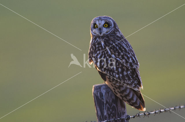 Short-eared Owl (Asio flammeus)